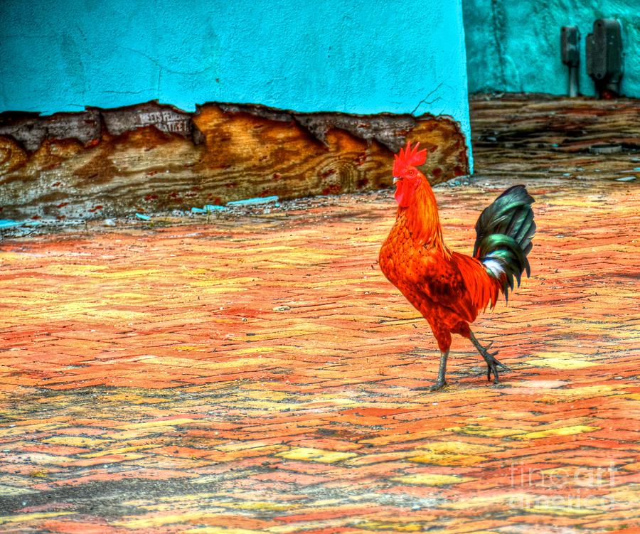 Lil Red Rooster Photograph by Debbi Granruth