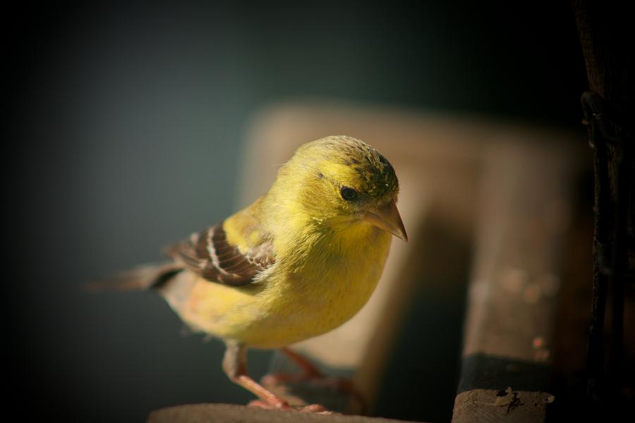 Lil Yellow Feathered Friend Photograph by Susan McMenamin