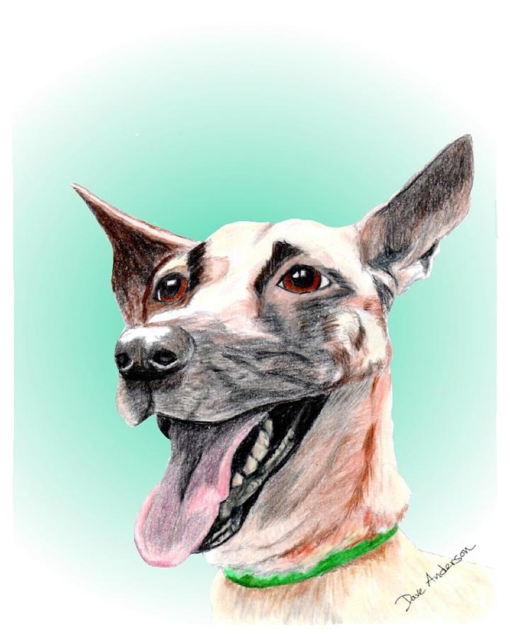 Lila - a former animal shelter sweetie Drawing by Dave Anderson - Fine Art  America