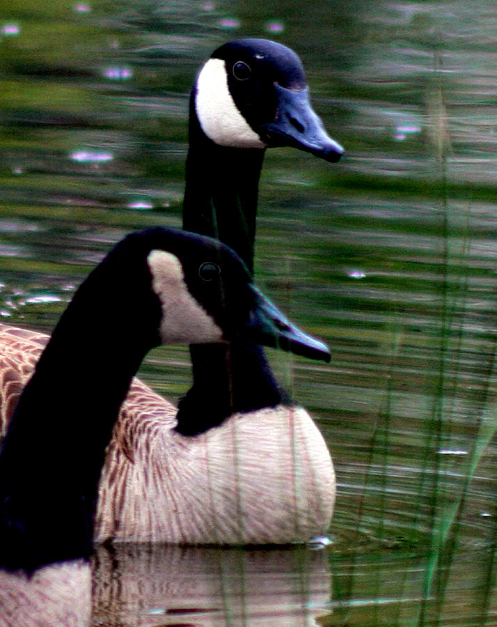 Geese Photograph - Lila Goose and the King 1B by Lesa Fine