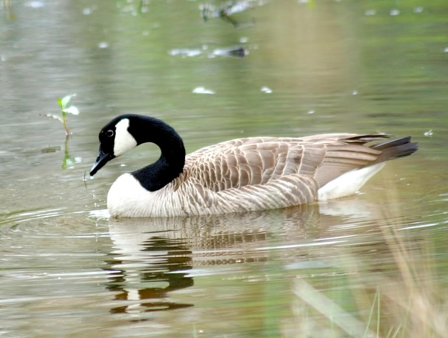 Lila Goose Queen of the Pond 2 Photograph by Lesa Fine - Fine Art America