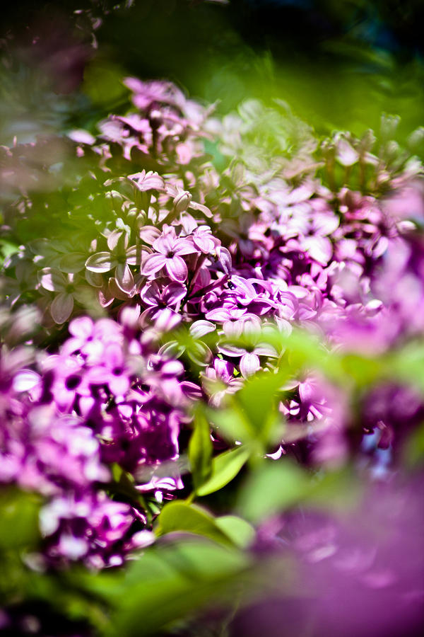 Lilac 1 Photograph by Joel Loftus