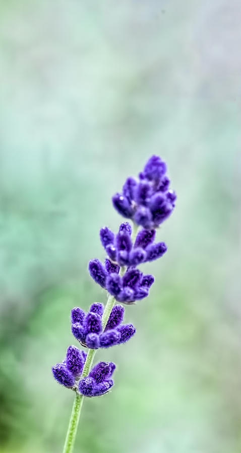 Lilac 1   Leif Sohlman Photograph by Leif Sohlman