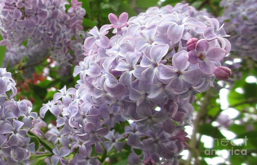 A Lighter Shade Of Lilac Photograph by Martin Howard