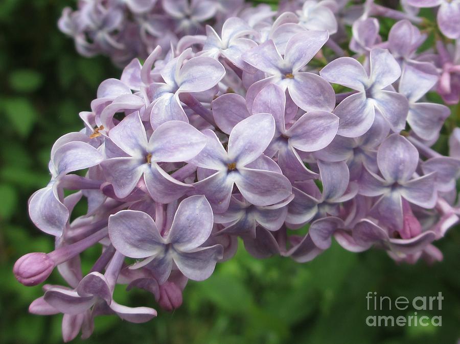 Flower Photograph - Lilac Beauty by Martin Howard