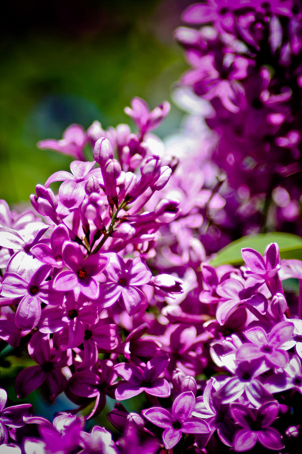 Lilac 2 Photograph by Joel Loftus
