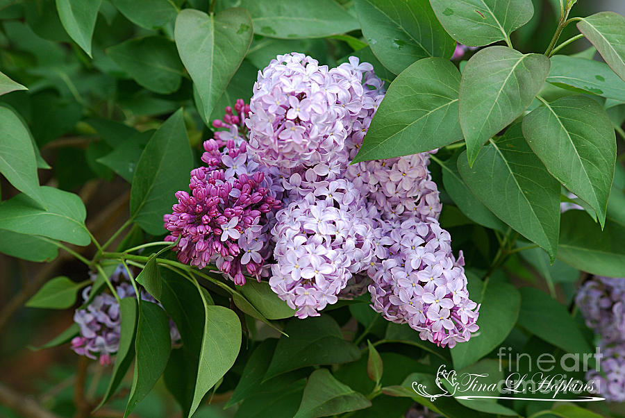 Lilac 20120419_18a Photograph by Tina Hopkins