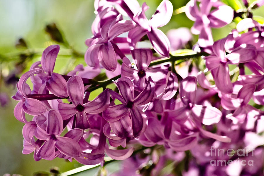 Lilac 3 Photograph by Joel Loftus