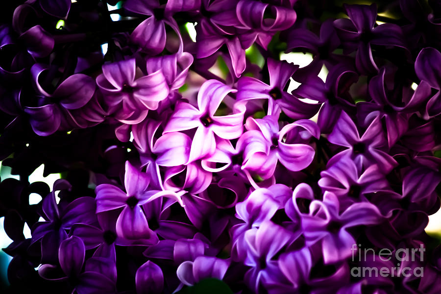 Lilac 4 Photograph by Joel Loftus