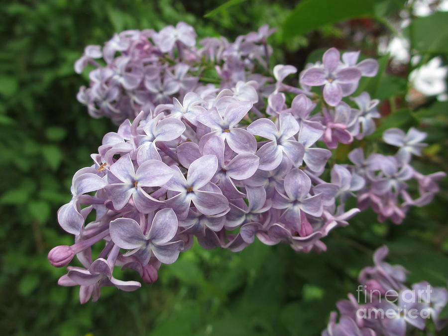 Flower Photograph - Lilac 5 by Martin Howard