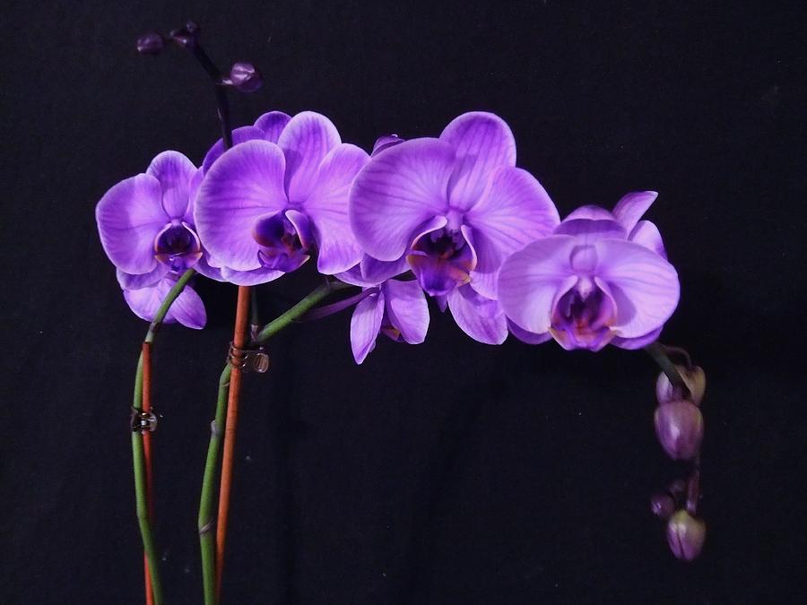Lilac Amethyst Orchid Photograph by Cindy Micklos