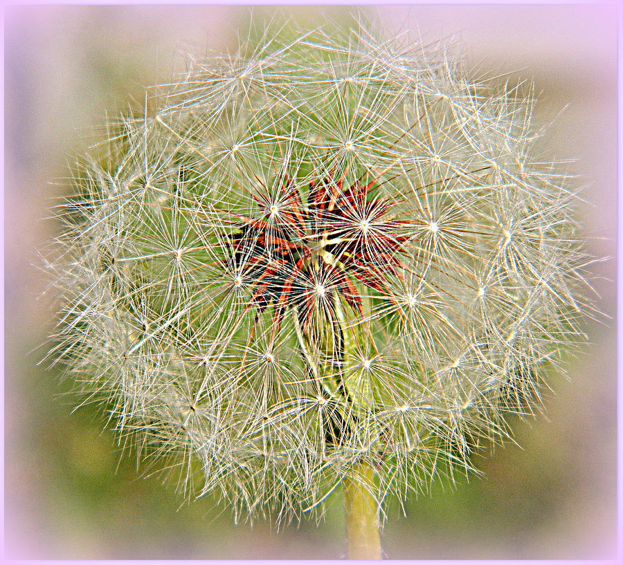 Lilac and Dandelion  Photograph by Kathy Barney