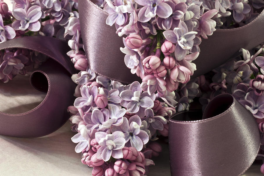 Spring Photograph - Lilac And Ribbon Curls by Sandra Foster