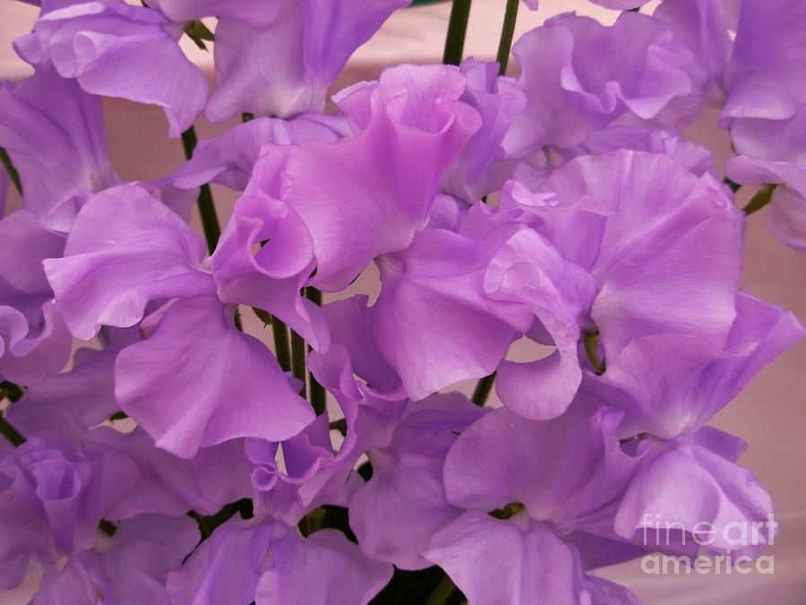 Lilac Angels Wings Sweetpeas Photograph by Joan-Violet Stretch