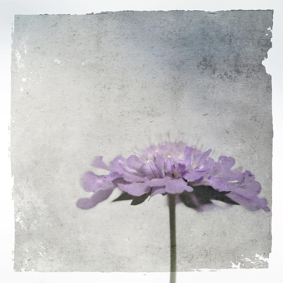 Floral Photograph - Lilac by Annie Snel Floral Photograph - Lilac by Annie Snel