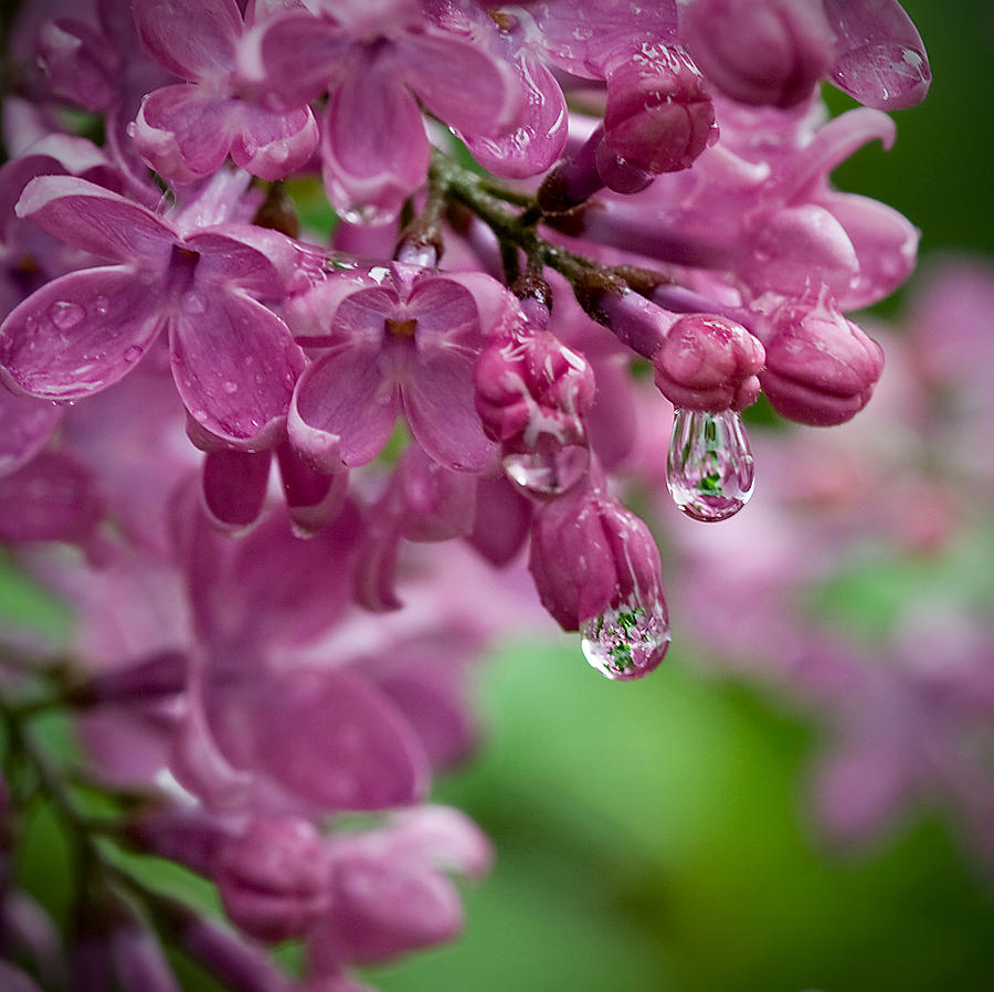 Spring Photograph - Lilac by Bill Wakeley