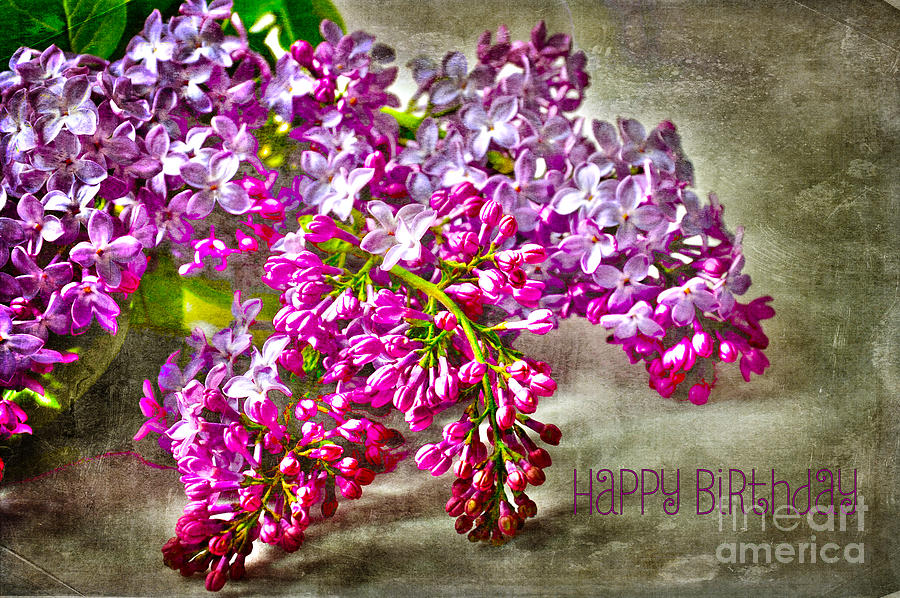Lilac Birthday Photograph by Randi Grace Nilsberg
