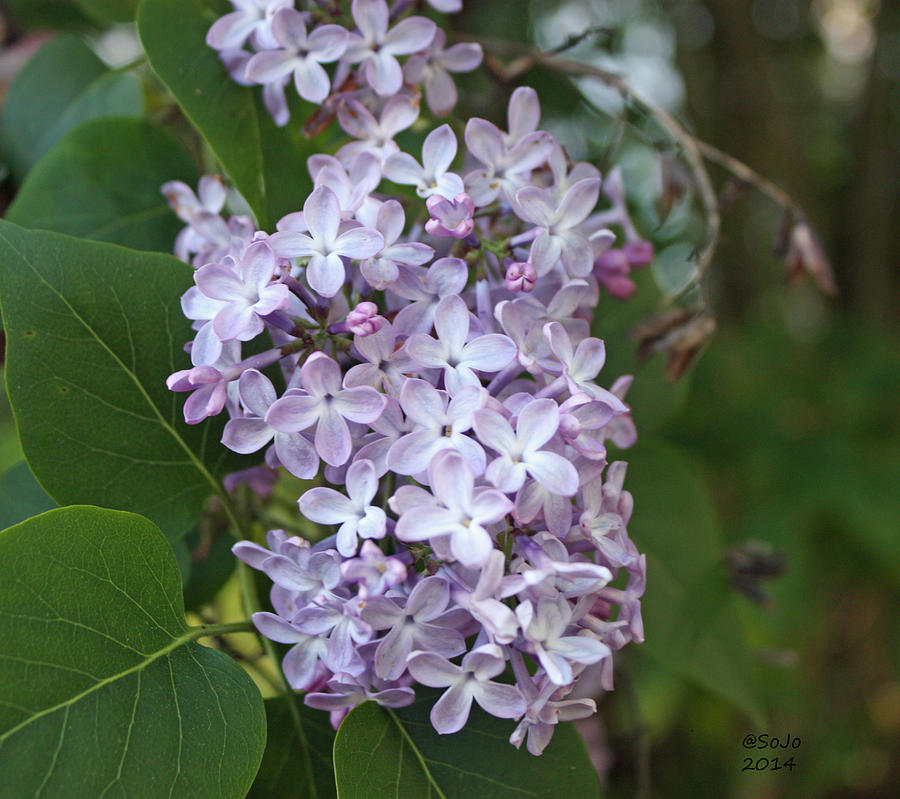Flowers Still Life Photograph - Lilac Blossom by Sally Jo McKean