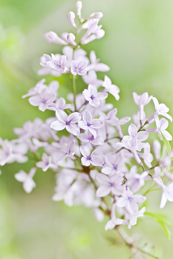 Lilac Blossoms Photograph by Frank Tschakert