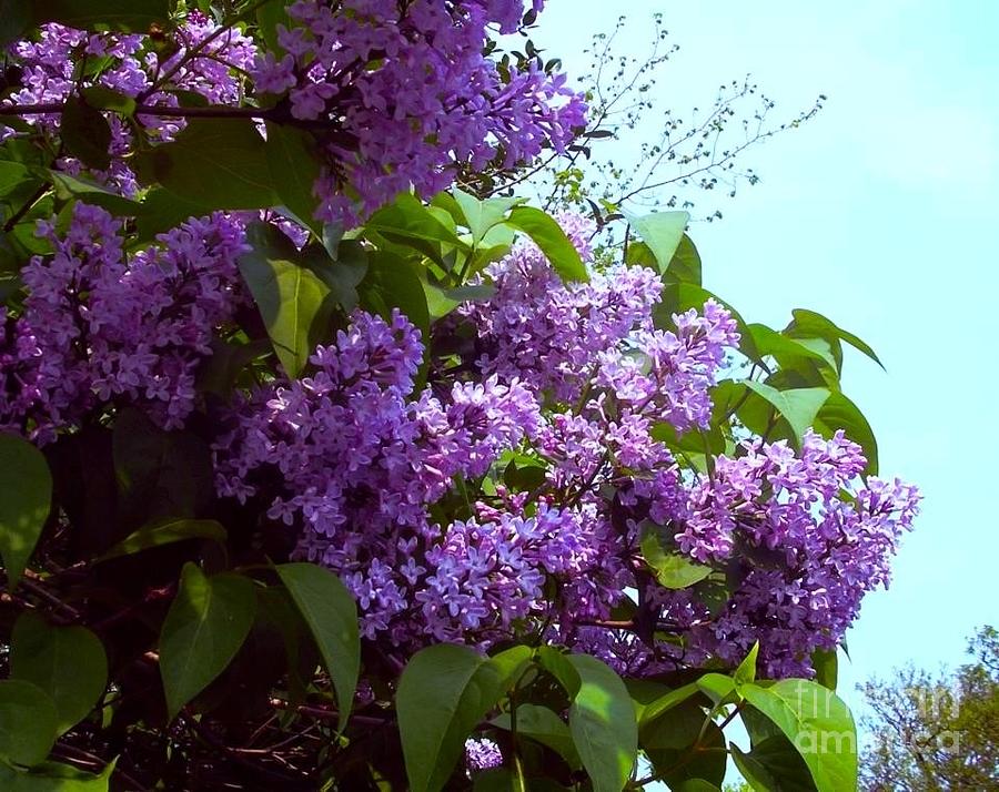 Lilac Blossoms Photograph by Joan-Violet Stretch