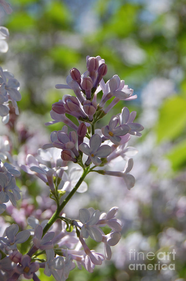 Lilac Bokeh by jrr  Photograph by First Star Art