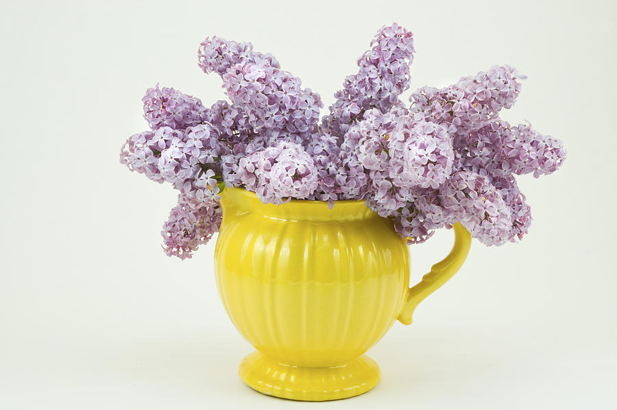 Lilac Boquet - Yellow Vase Photograph by Keith Webber Jr