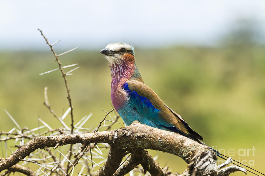 Lilac-breasted Roller 5 Photograph by Eyal Bartov