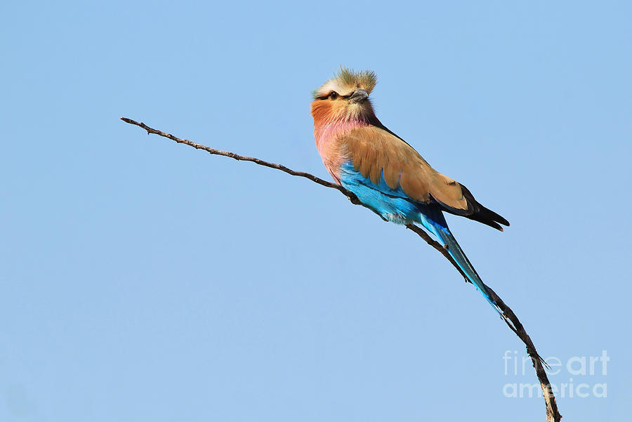 Lilac Breasted Roller Bird Crest Of Blue Photograph