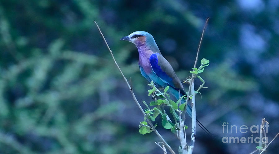 Lilac Breasted Roller Bird Kenya Photograph by Tom Wurl