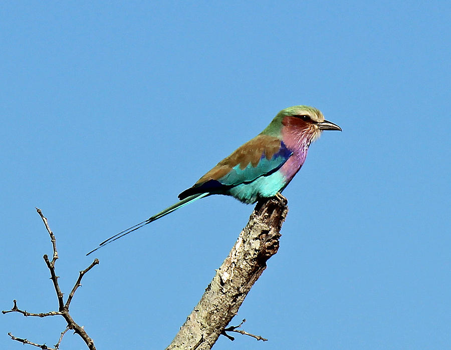 Lilac-breasted Roller Photograph by Christy Cox