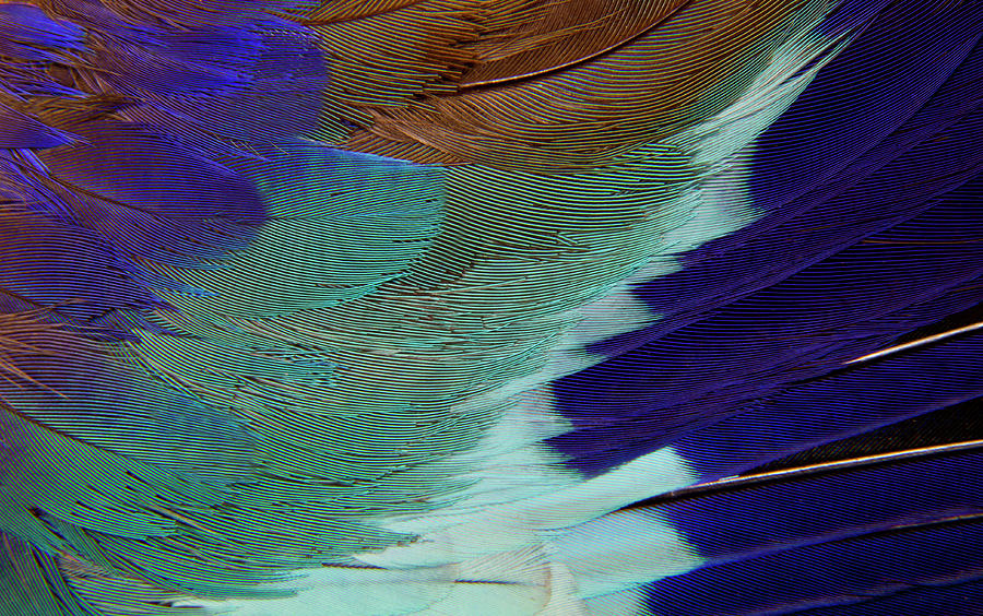 Lilac Breasted Roller Feathers Pattern Photograph by Darrell Gulin