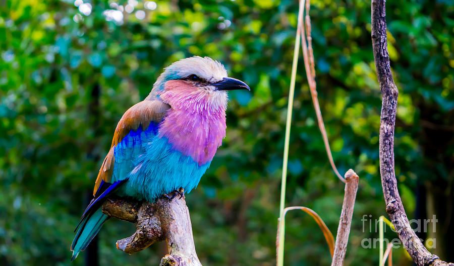 Wildlife Photograph - Lilac-breasted roller by Florin-Viorel Filip