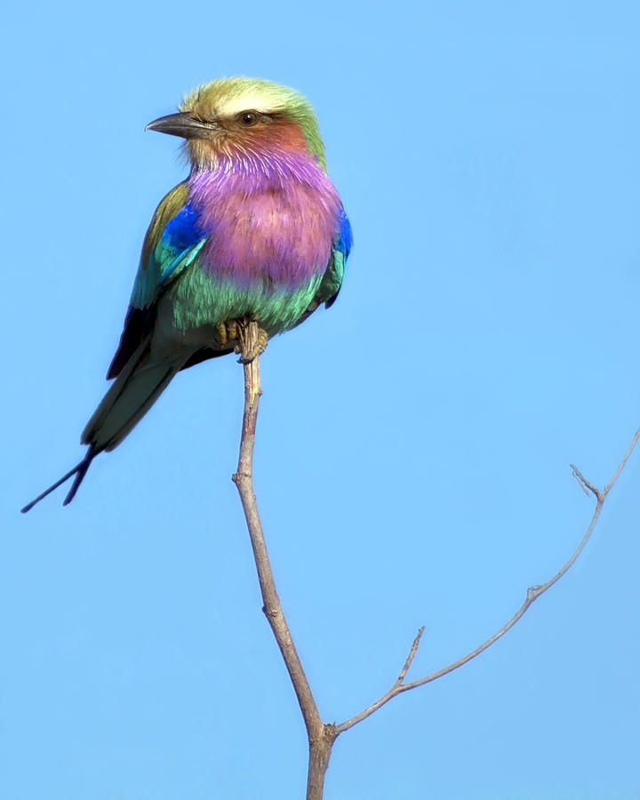 Lilac-Breasted Roller I Photograph by Gigi Ebert
