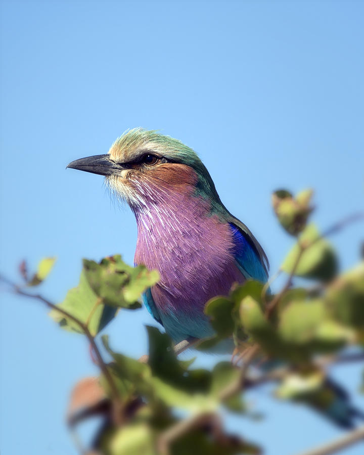 Lilac-Breasted Roller II Photograph by Gigi Ebert