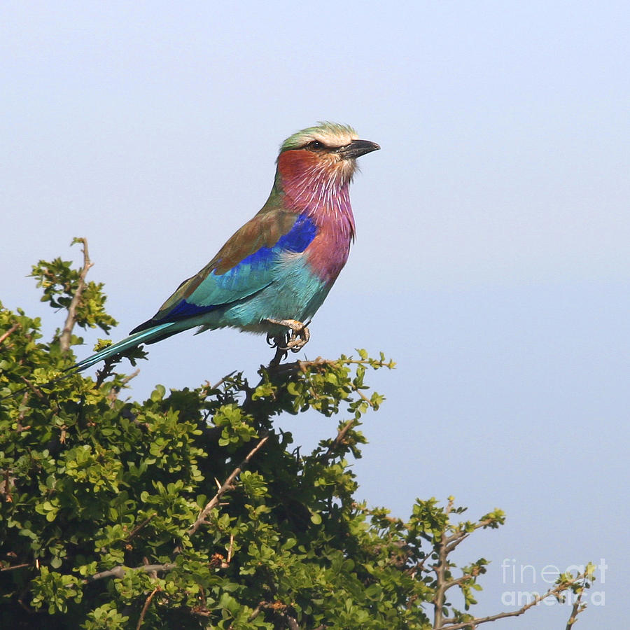 Wildlife Photograph - Lilac-breasted Roller by Liz Leyden