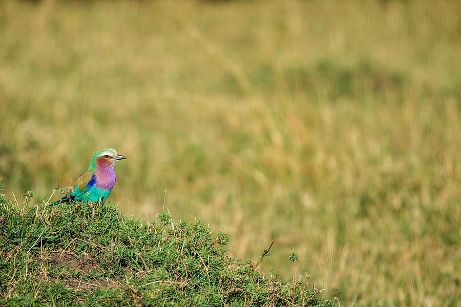 Lilac-breasted Roller, Maasai Mara Photograph by James Steinberg