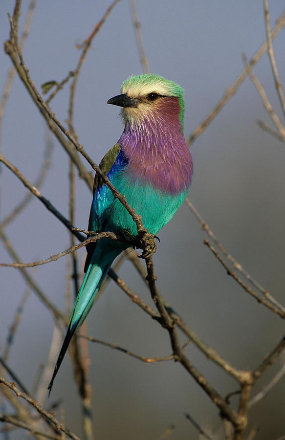 Lilac-breasted Roller Photograph by Nigel Dennis