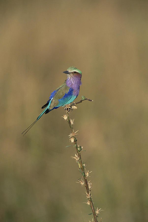 Lilac-breasted Roller Perching Africa Photograph by Konrad Wothe