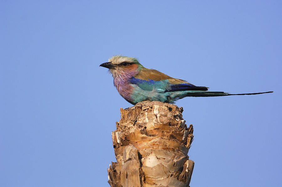 Animal Photograph - Lilac-breasted Roller Perching Africa by Pete Oxford