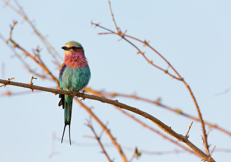 Lilac Breasted Roller Perching On A Photograph by Claudia Uribe Lilac Breasted Roller Perching On A Photograph by Claudia Uribe