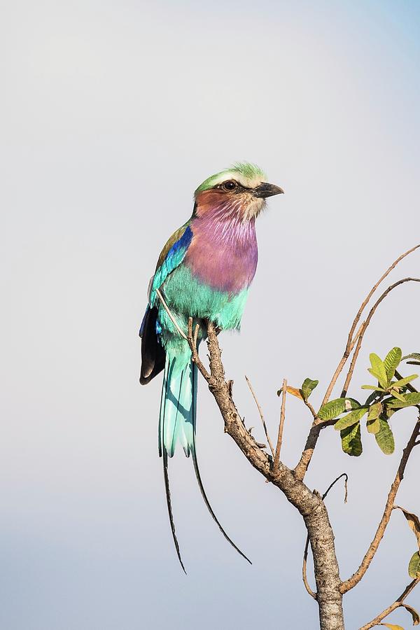 Lilac-breasted Roller Photograph by Peter Chadwick/science Photo ...