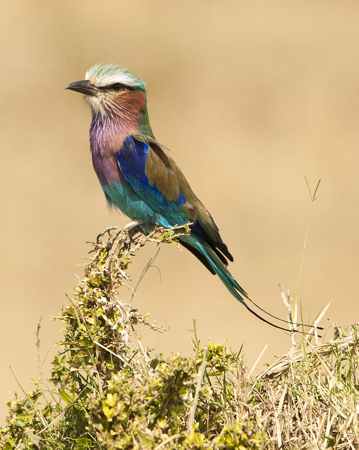 Wildlife Photograph - Lilac Breasted Roller by Phyllis Peterson