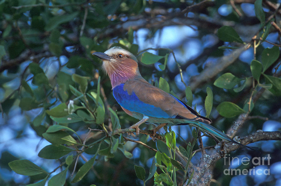 Lilac-breasted Roller Photograph by Ron Sanford