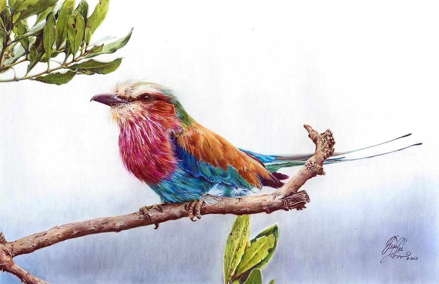Lilac Breasted Roller Mixed Media by Tess Lee Miller