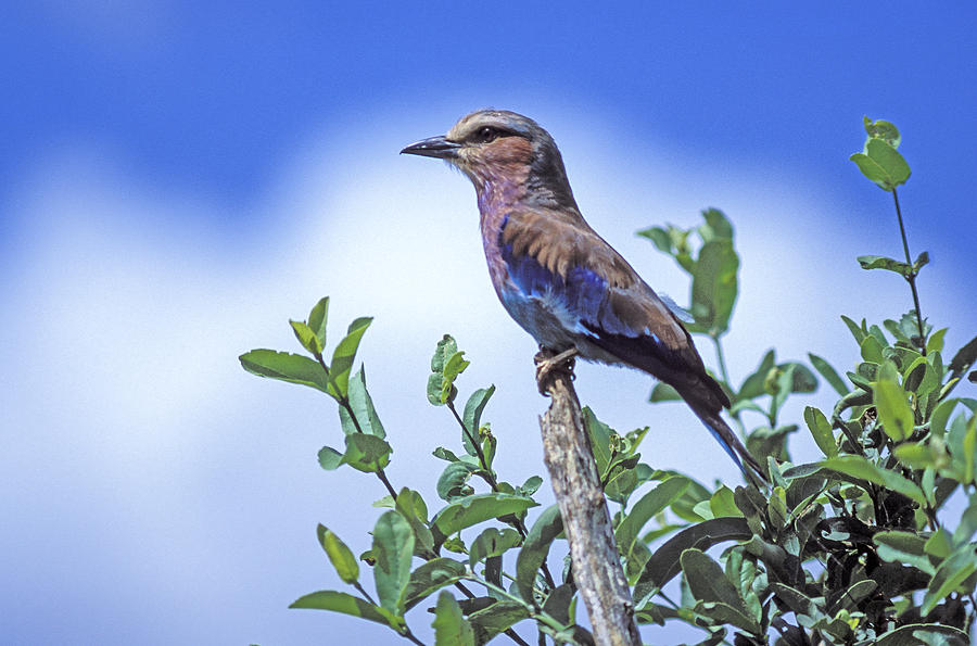 Lilac-breasted Roller Photograph by Tina Manley