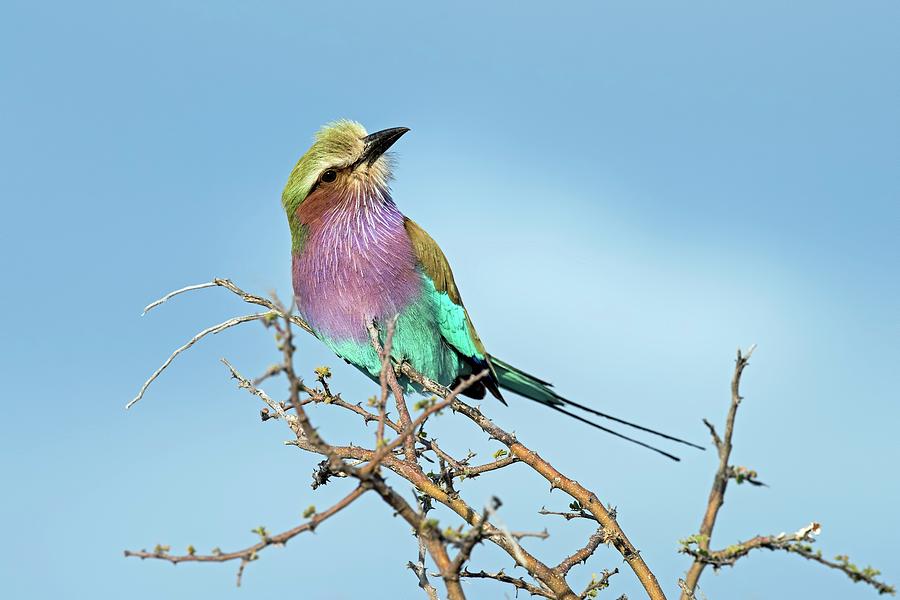 Lilac-breasted Roller Photograph by Tony Camacho/science Photo Library