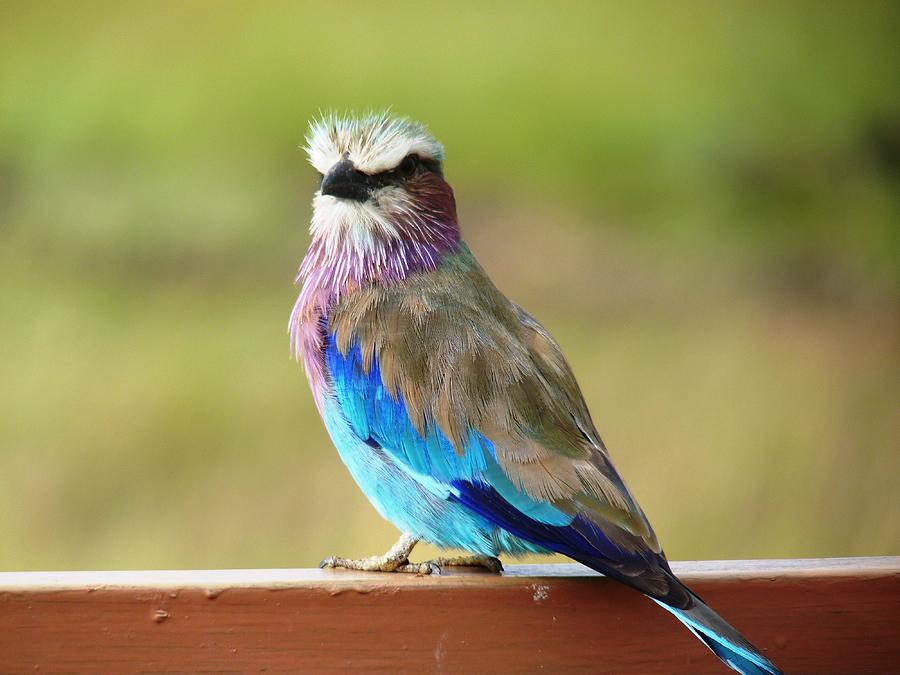 Lilac Breasted Roller Photograph by Tony Murtagh