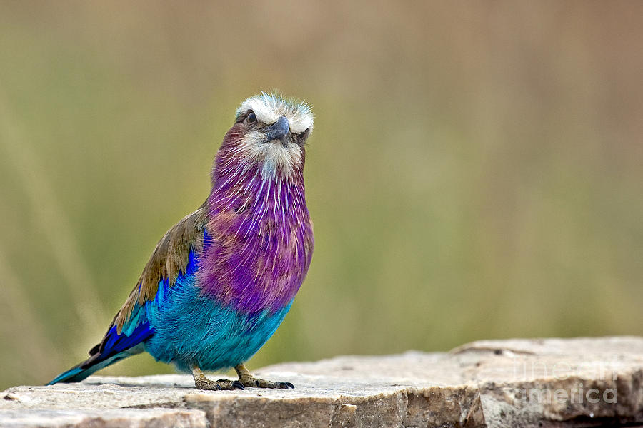 Lilac Breasted Roller With Attitude Photograph by Timothy Hacker