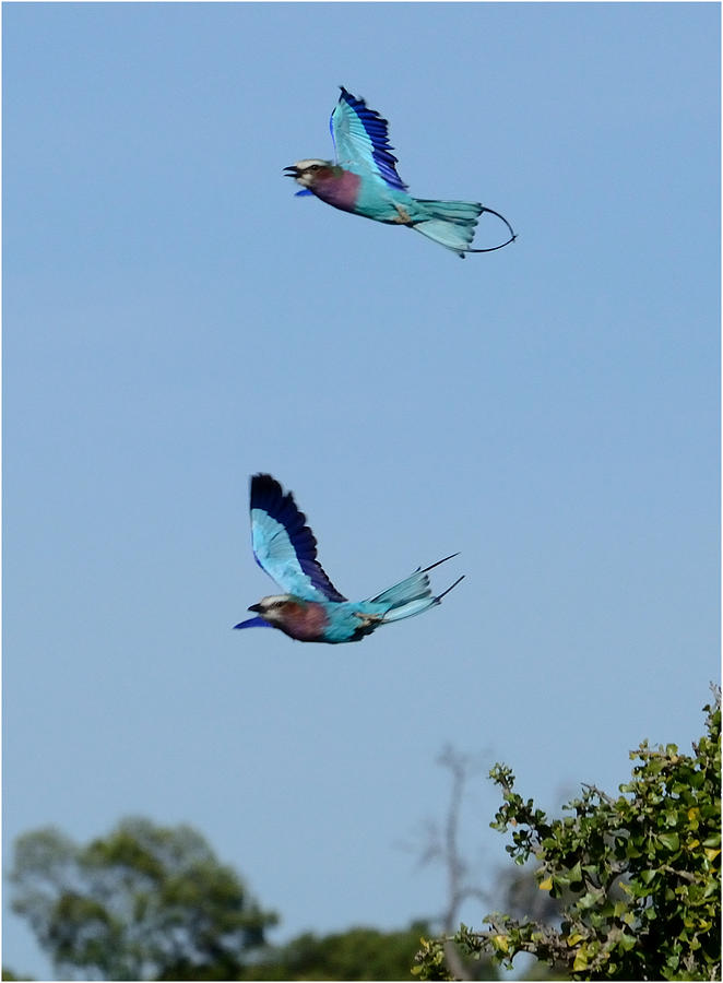 Lilac Breasted Rollers in Flight Photograph by Tom Wurl