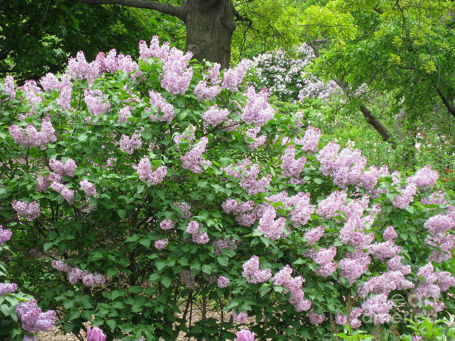 Lilac Bush in Full Bloom Photograph by Anne Nordhaus-Bike
